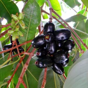 Black Jamun/Njaval fruit plant