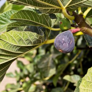 Fig/Anjeer/Athi Fruit Plant