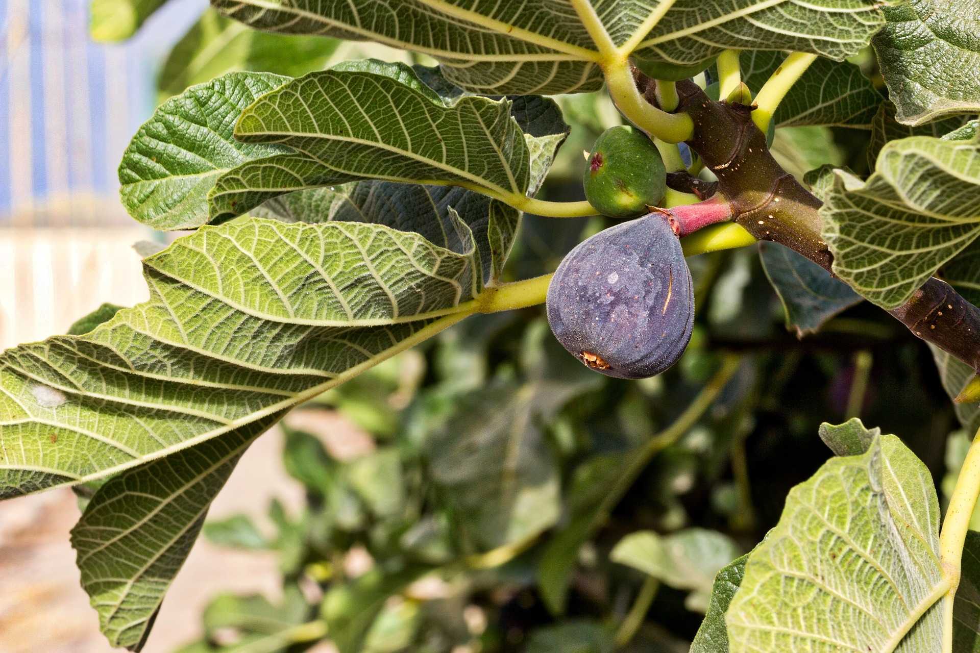 Buy High Quality Fig Anjeer Athi Plants Online
