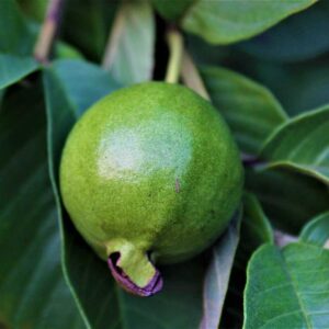 Guava/koyya fruit plant white