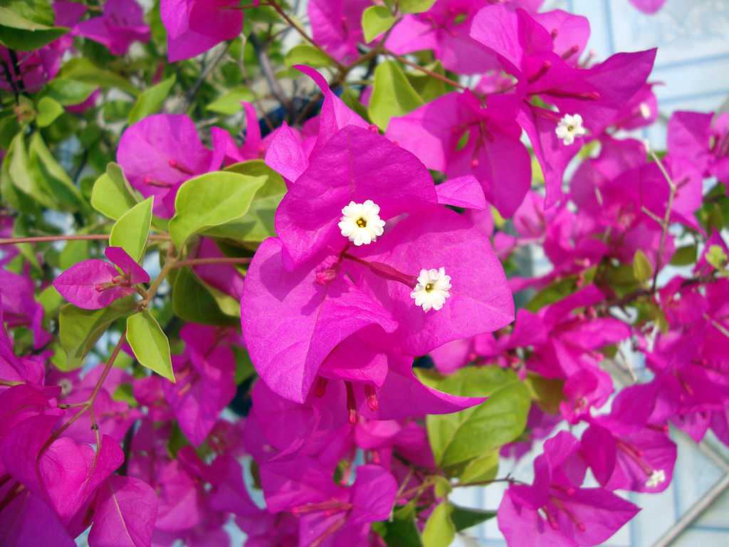Buy Paper flower plant (Bougainvillea) online at best price
