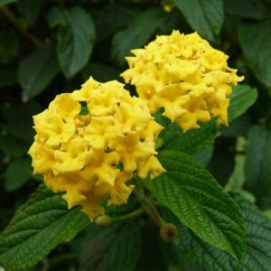 Yellow lantana flower plant