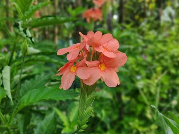 Crossandra (Kanakambaram) Flower Plant