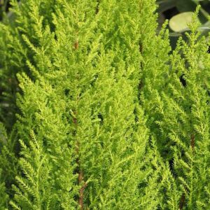 The Golden Cypress plant