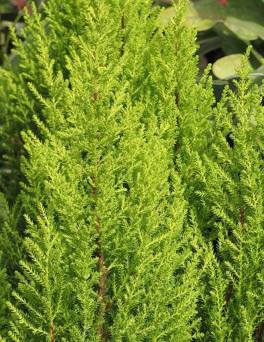 The Golden Cypress plant