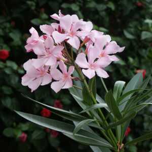 Nerium Oleander | Kaner | Arali Plant