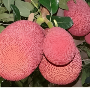 Thailand Pink Jackfruit Plant