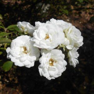 The White Rose Plant